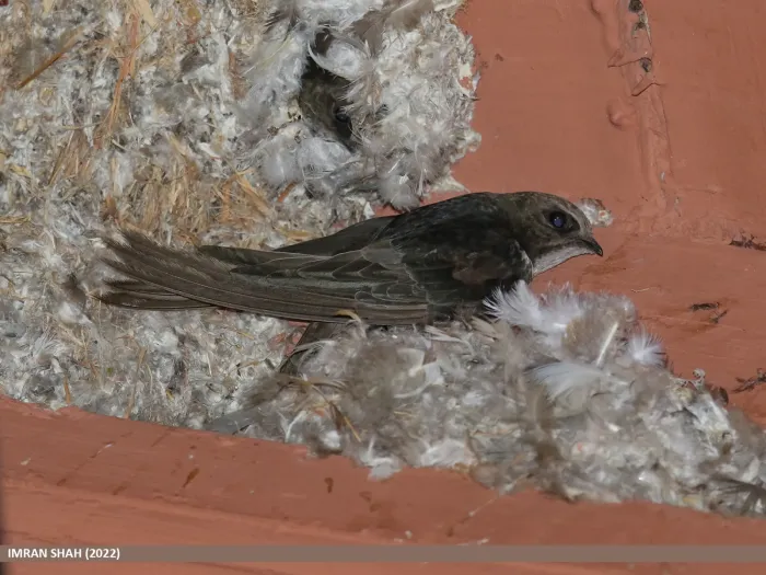 File:Little Swift (Apus affinis) (53487414186).jpg