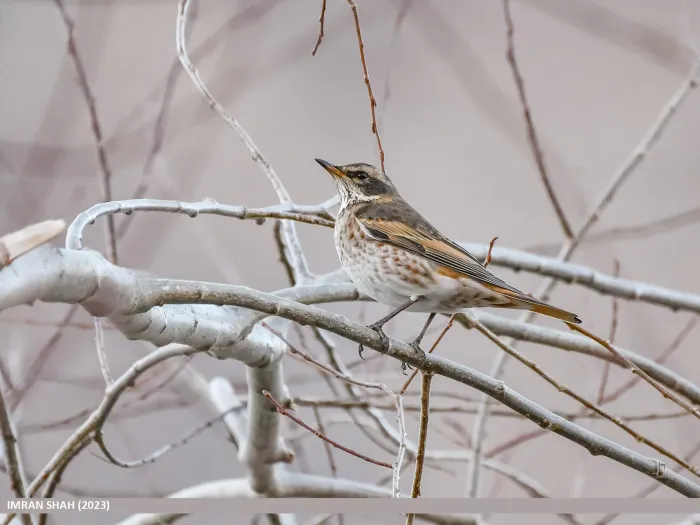 File:Dusky Thrush (Turdus eunomus) (53467680097).jpg