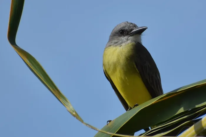 File:Tyrannus melancholicus2.jpg