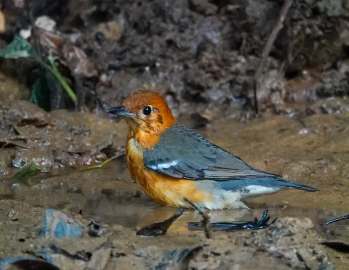 File:Geokichla citrina 303389416.jpg