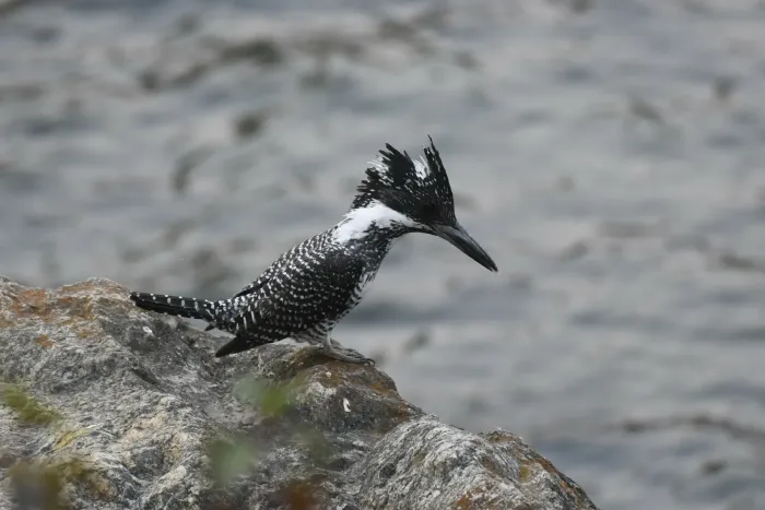 File:Megaceryle lugubris 364475871.jpg