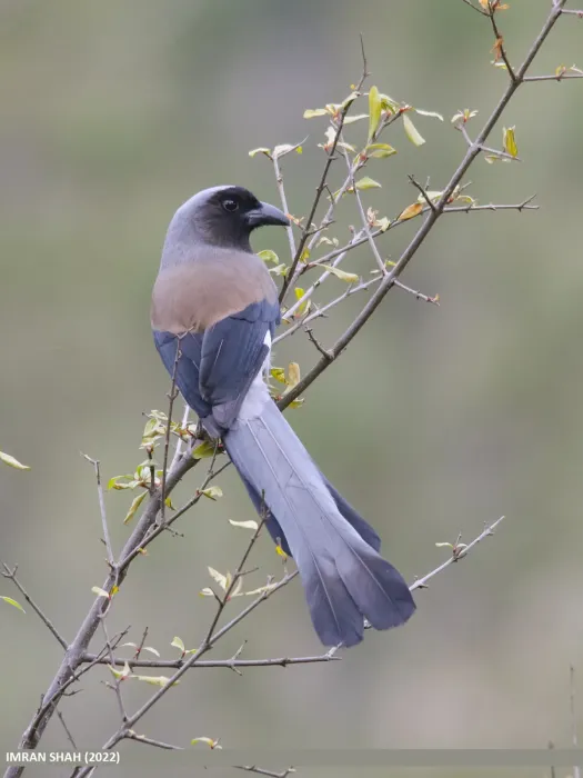 File:Grey Treepie (Dendrocitta formosae) (53659048054).jpg