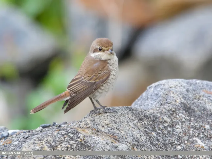 File:Rufous-tailed Shrike (Lanius isabellinus) (53454063217).jpg