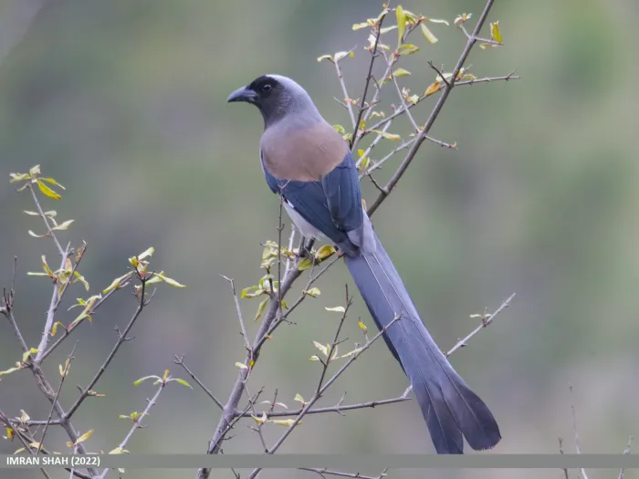 File:Grey Treepie (Dendrocitta formosae) (53435146444).jpg