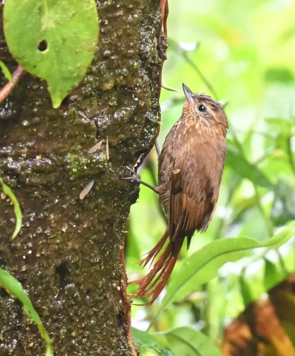 File:Glyphorynchus spirurus 258449463.jpg