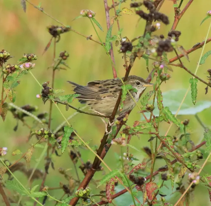 File:Common grasshopper warbler (Locustella naevia) 01.jpg