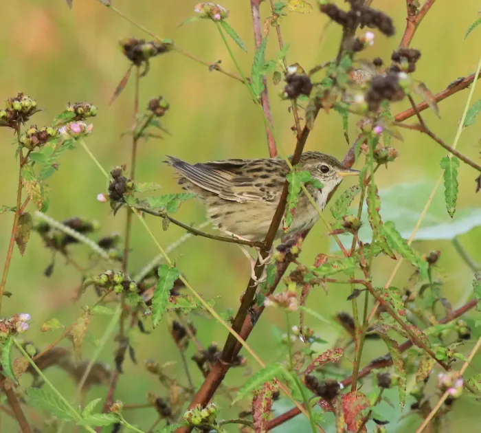 File:Common grasshopper warbler (Locustella naevia) 02.jpg