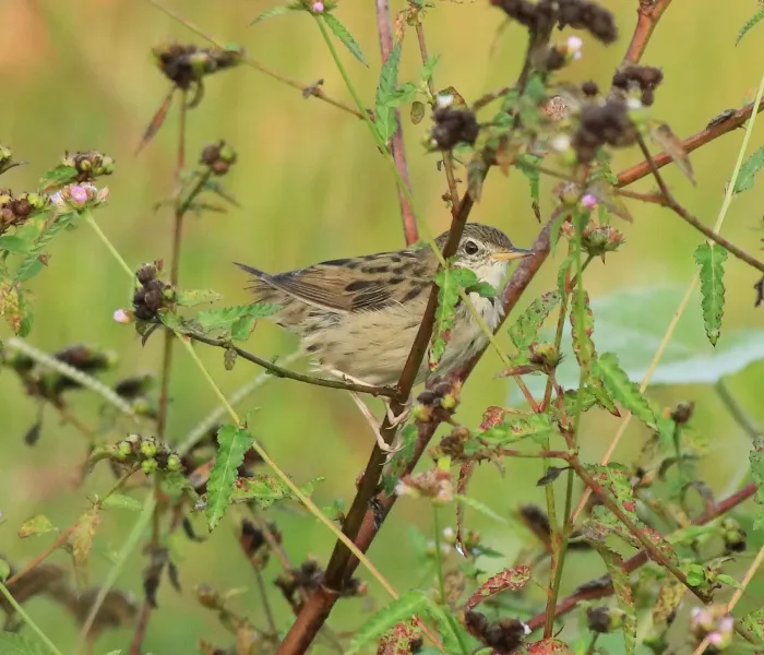File:Common grasshopper warbler (Locustella naevia) 04.jpg