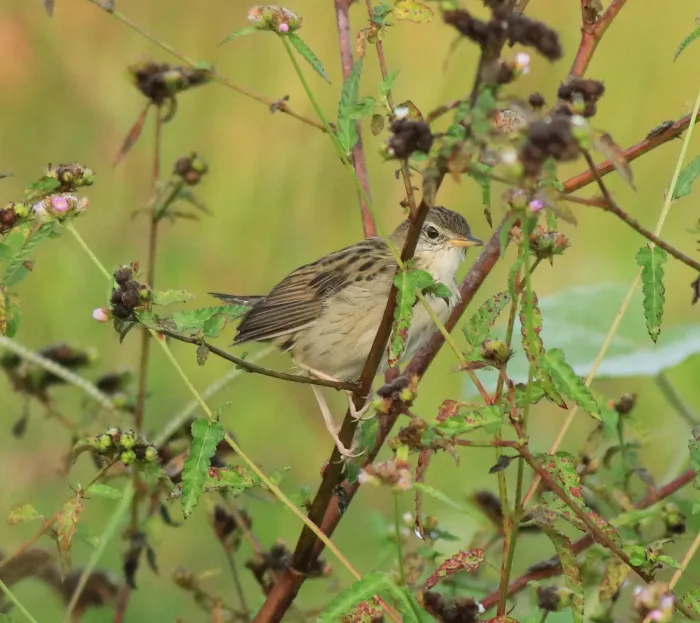 File:Common grasshopper warbler (Locustella naevia) 06.jpg