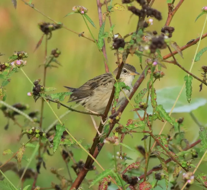 File:Common grasshopper warbler (Locustella naevia) 07.jpg