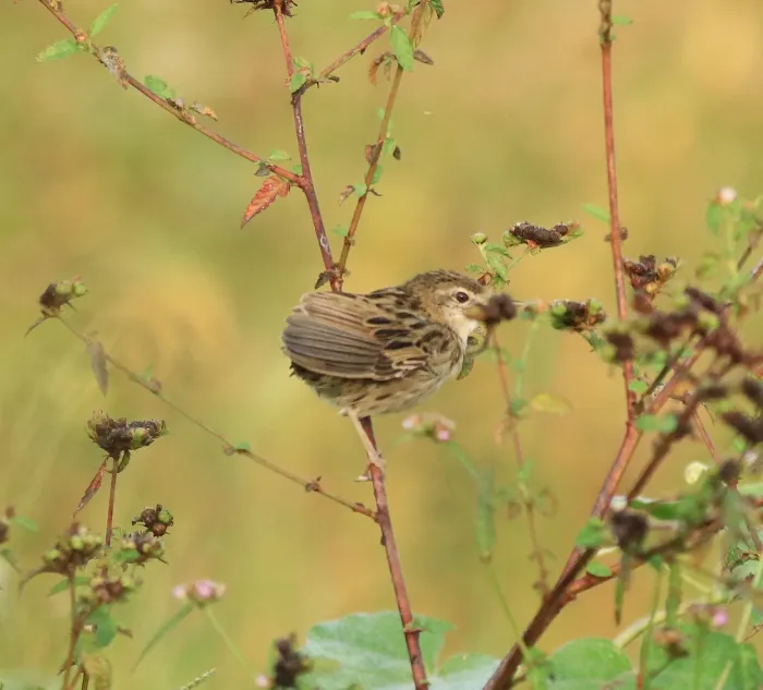 File:Locustella naevia (common grasshopper warbler ) 02.jpg