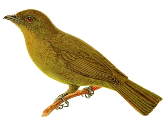 File:Sapayoa aenigma Genera avium plate 1905.jpg