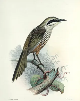 File:Chaetoptila.angustipluma.jpg