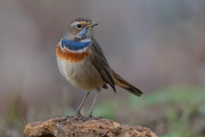 File:Bluethroat (Luscinia svecica) at Ichkeul NP.jpg