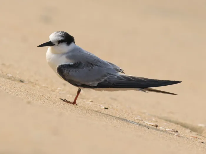 File:Little tern(Sternula albifrons).jpg