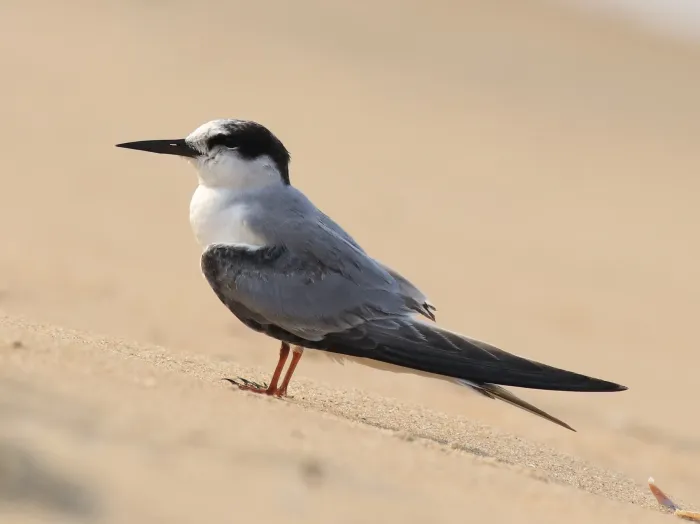 File:Little tern(Sternula albifrons) 8.jpg
