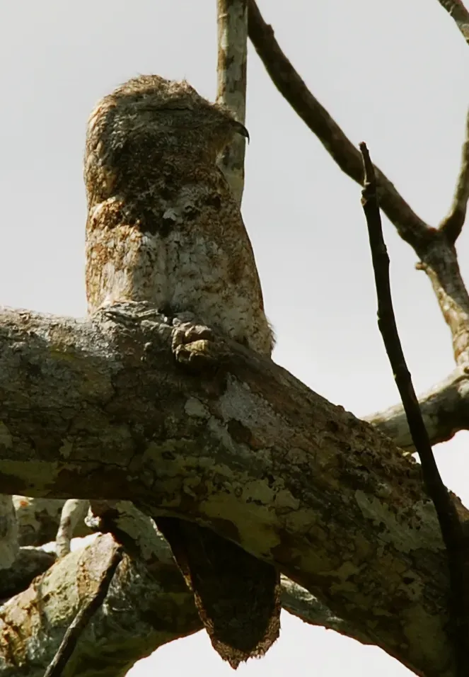 File:Nyctibius cf grandis Whaldener Endo cropped.jpg