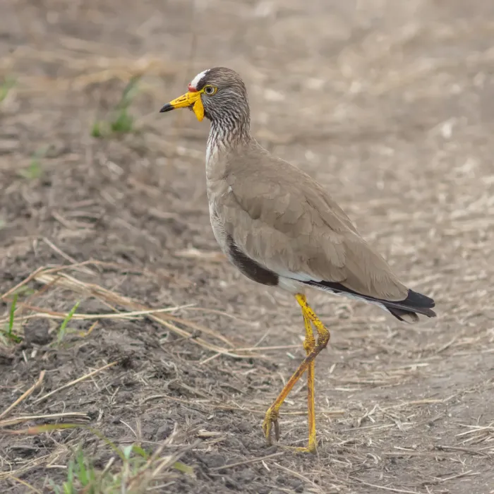 File:Avefría senegalesa (Vanellus senegallus), parque nacional del Lago Mburo, Uganda, 2024-02-01, DD 61.jpg