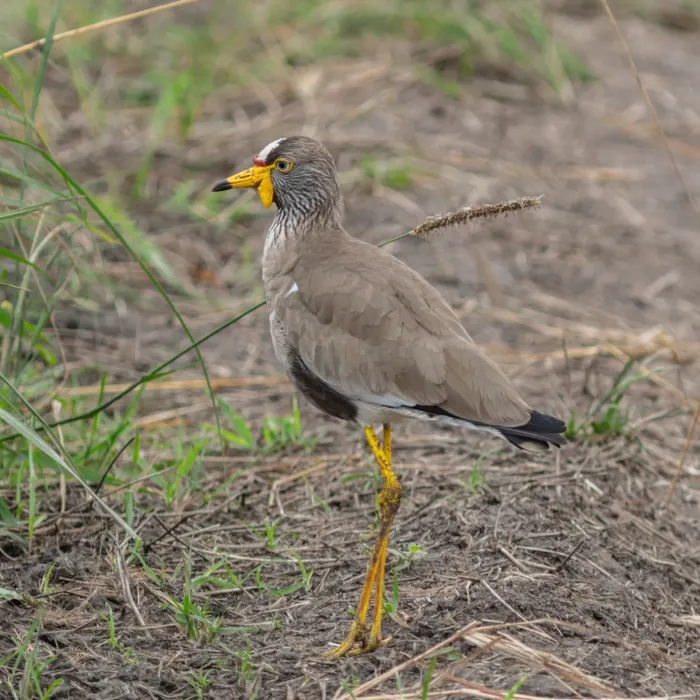 File:Avefría senegalesa (Vanellus senegallus), parque nacional del Lago Mburo, Uganda, 2024-02-01, DD 64.jpg