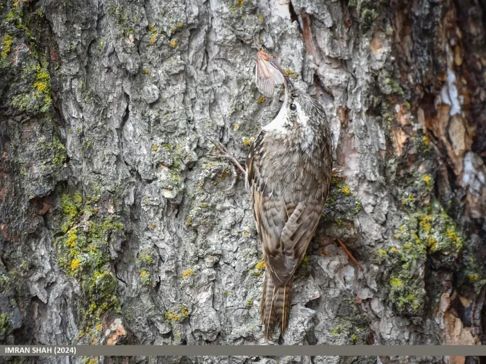 File:Bar-tailed Tree-creeper (Certhia himalayana) (53704889751).jpg
