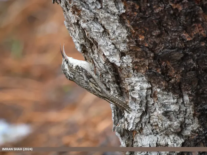 File:Bar-tailed Tree-creeper (Certhia himalayana) (53708640893).jpg