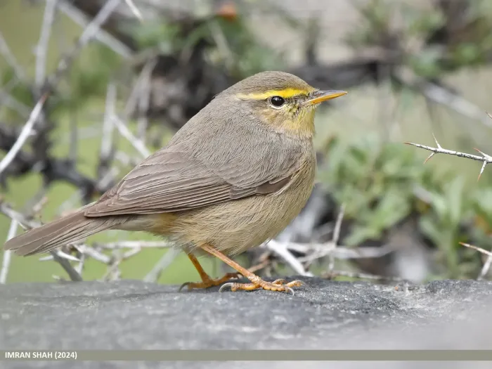 File:Sulphur-bellied Warbler (Phylloscopus griseolus) (53725126863).jpg