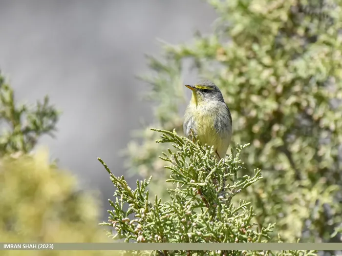 File:Sulphur-bellied Warbler (Phylloscopus griseolus) (53684911839).jpg