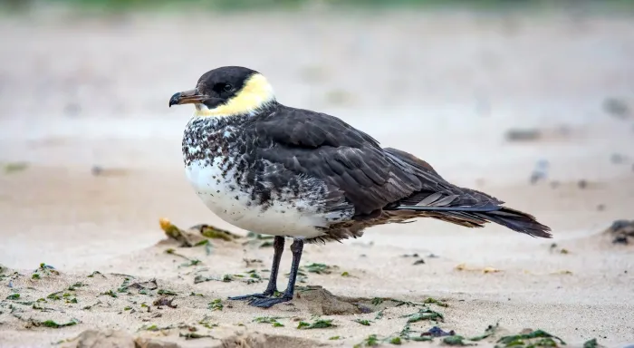 File:Pomarine Skua ( Stercorarius pomarinus ) Adult summer ... Coatham Sands , Redcar (53247051024).jpg