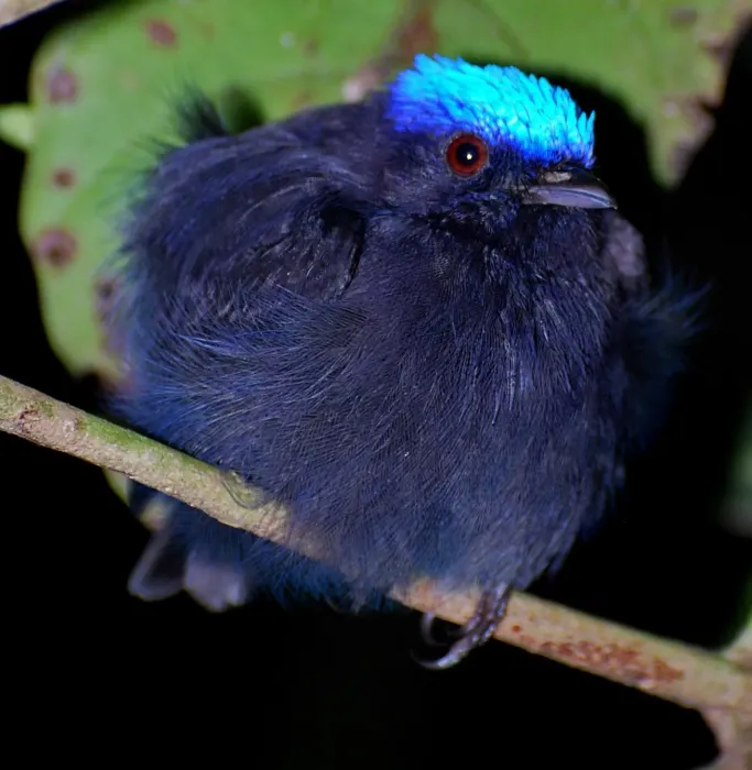 File:Lepidothrix coronata 1.jpg