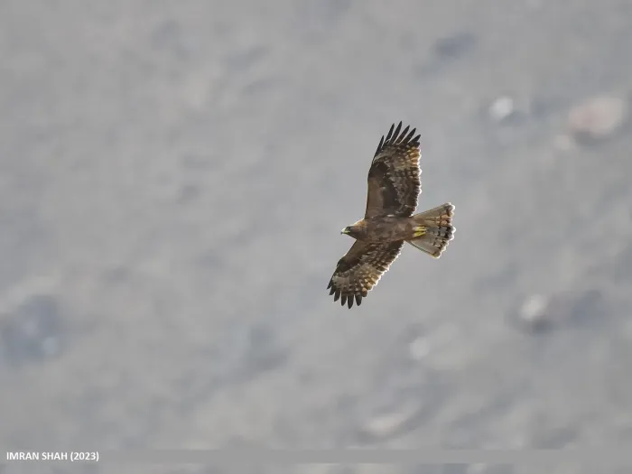 File:Booted Eagle (Hieraaetus pennatus) (53746361284).jpg