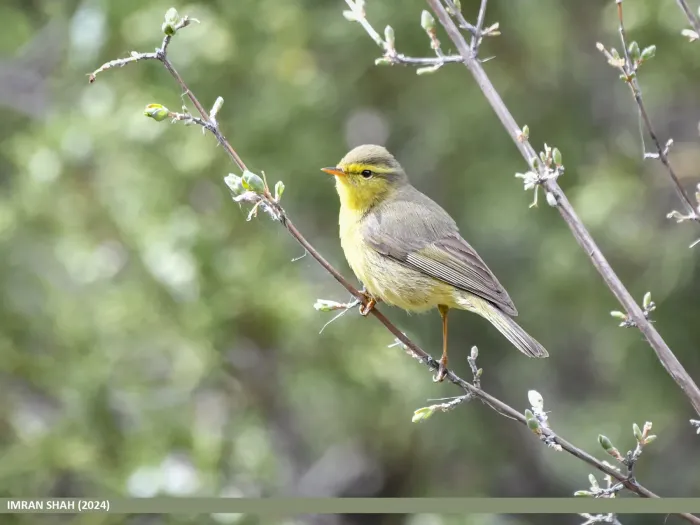 File:Sulphur-bellied Warbler (Phylloscopus griseolus) (53752230857).jpg