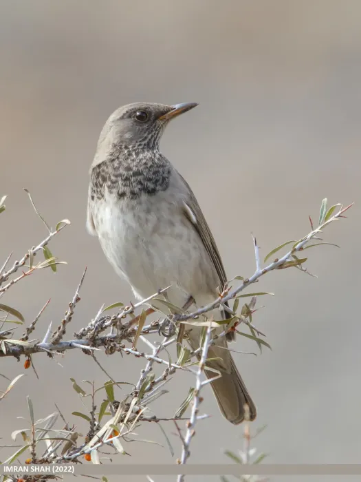 File:Black-throated Thrush (Turdus atrogularis) (53421954547).jpg