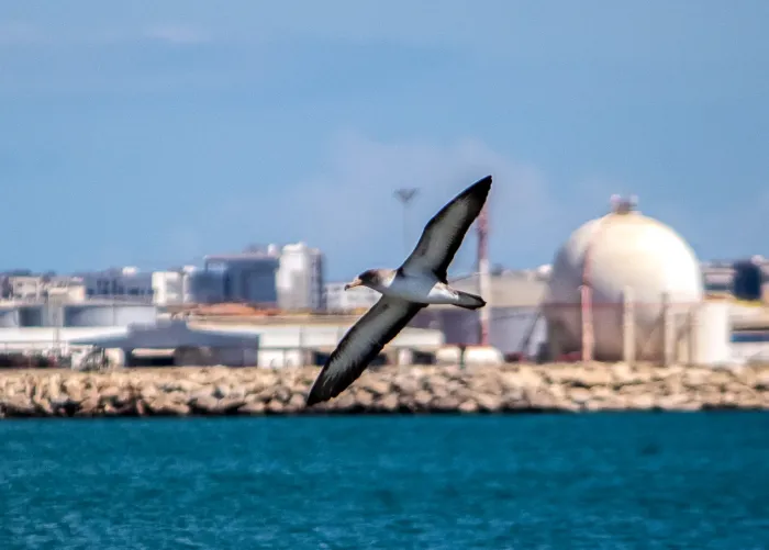 File:Calonectris diomedea radès.jpg