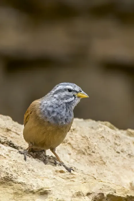File:House bunting (Emberiza sahari) male Gabes.jpg