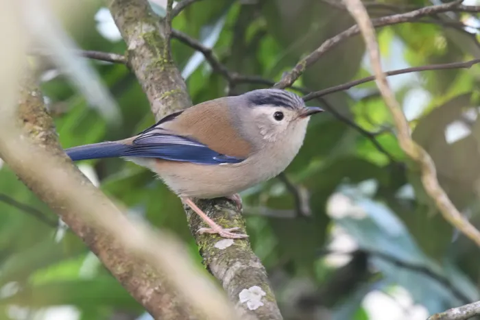 File:Actinodura cyanouroptera 388215861.jpeg