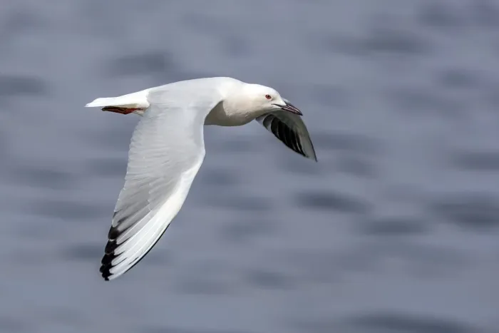 File:Slender-billed gull (Chroicocephalus genei) in flight Sfax.jpg