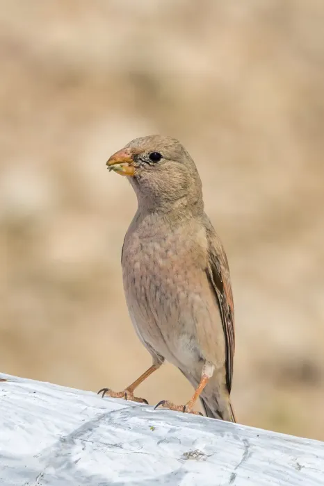 File:Trumpeter finch (Bucanetes githagineus zedlitzi) female Kebili.jpg