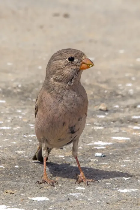 File:Trumpeter finch (Bucanetes githagineus zedlitzi) female Kebili 2.jpg