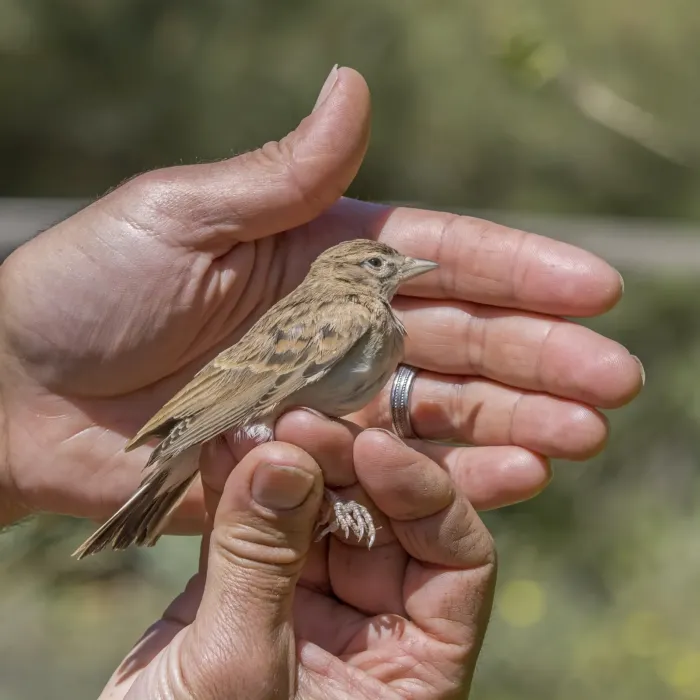 File:Greater short-toed lark (Calandrella brachydactyla) rescued Malta 2.jpg