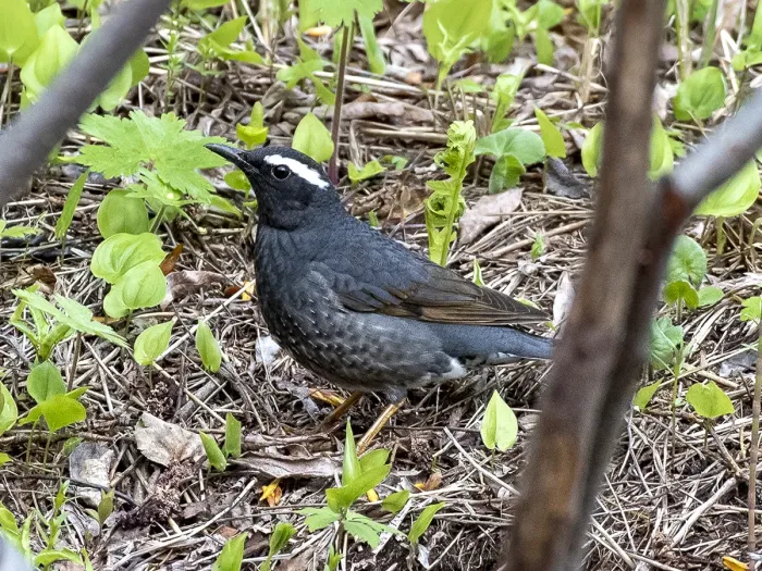 File:Geokichla sibirica, Slyudyansky Raion, Irkutsk Oblast, Russia 1.jpg
