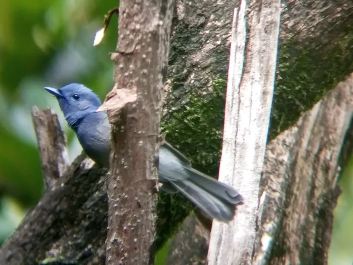 File:Hypothymis azurea 2.jpg