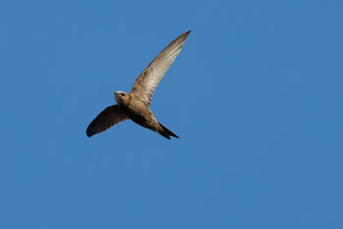 File:Pallid swift (Apus pallidus).jpg