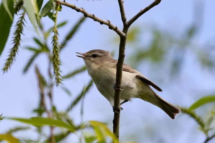 File:Vireo gilvus 384515997.jpg