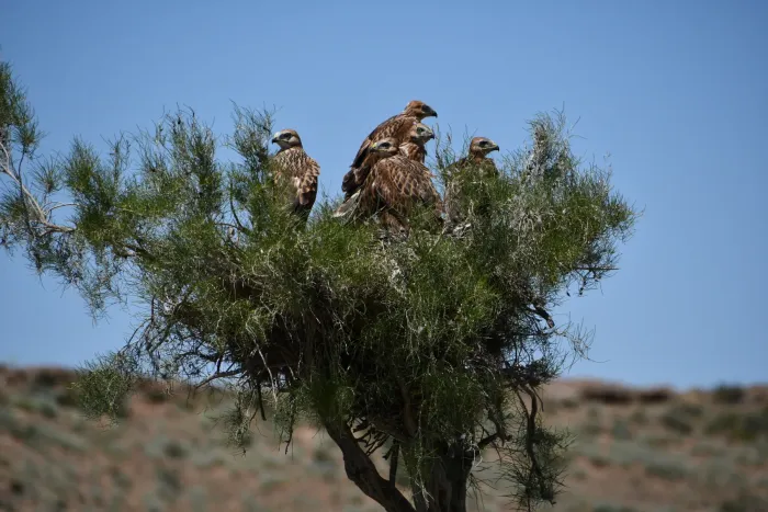 File:Buteo rufinus in Kazakhstan2.jpg