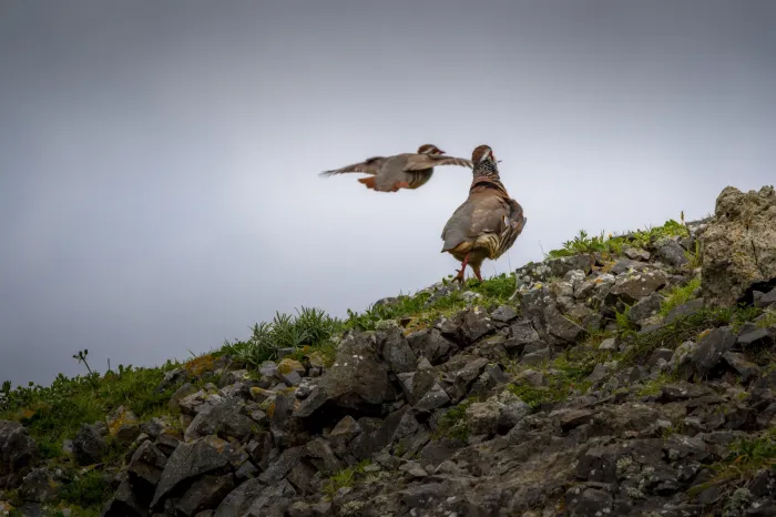 File:Perdiz-vermelha ou perdiz-comum (Alectoris rufa).jpg