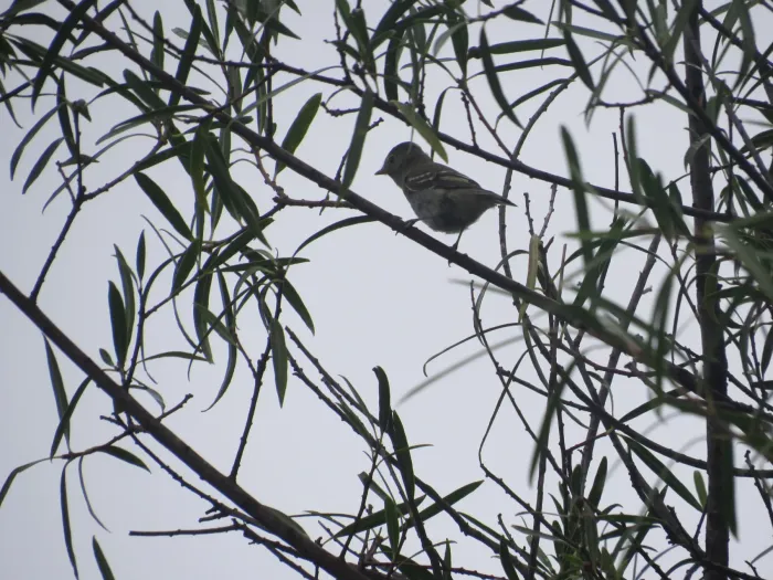 File:Elaenia albiceps209883737.jpeg