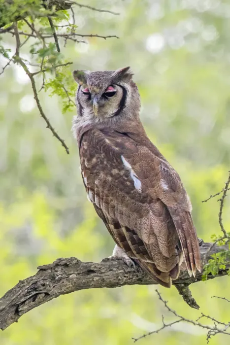 File:Verreaux's eagle owl (Ketupa lactea) Kruger.jpg