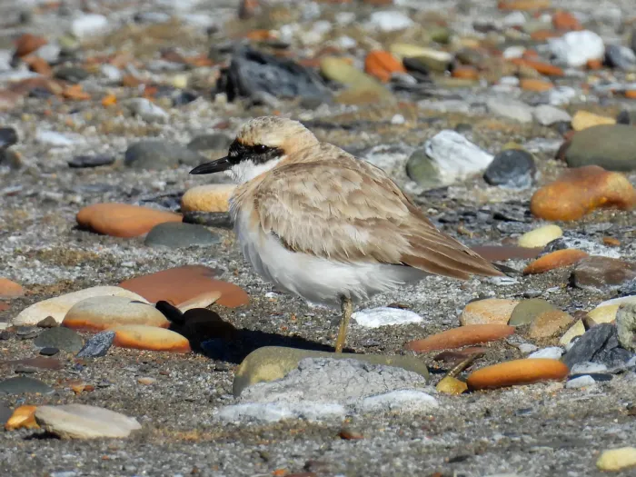 File:2024-07-26 Anarhynchus leschenaultii leschenaultii, Newbiggin, Northumberland 2.jpg