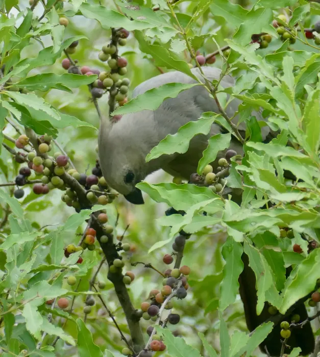 File:Grey Go-Away-Bird (Crinifer concolor) feeding on Magic Gwarrie (Euclea divinorum) fruits ... (53641616432).jpg