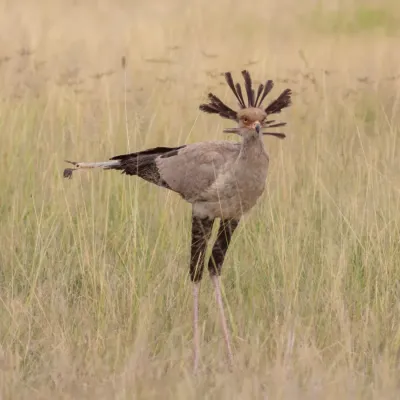 File:Secretario (Sagittarius serpentarius), parque nacional de Amboseli, Kenia, 2024-05-23, DD 13.jpg